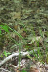 Flat spiked sedge